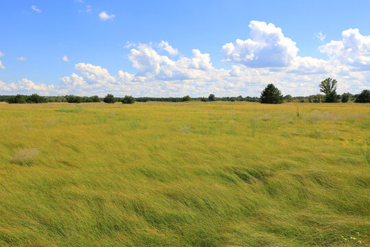Vast golden meadow under a bright blue sky with fluffy white clouds