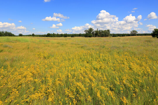 Vibrant yellow wildflowers in a lush green field under a blue sky