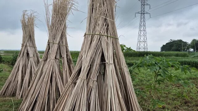 Low Angle Wide Shot Of Conical Stacks Of Dry Jute Sticks Drying In Farm Field