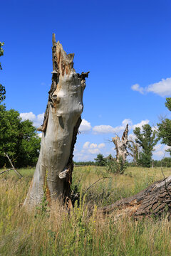 Ancient dead tree stump stands tall against a bright blue sky with scattered clouds