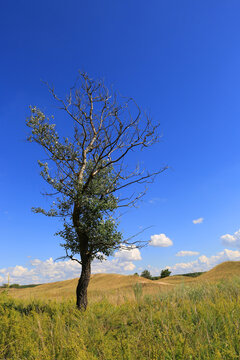 Lone tree in a vast grassy landscape under a bright blue sky