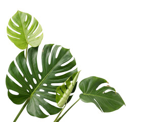 Vibrant green monstera deliciosa leaves with new growth on png isolated on transparent background © PNG Studio 99