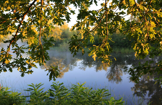 Golden hour sunlight filters through oak leaves onto a misty river scene