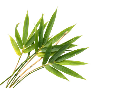 Vibrant green bamboo leaves and stems on a white background, png isolated on, transparent background