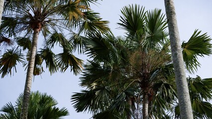 Tropical palm trees against blue sky © agung
