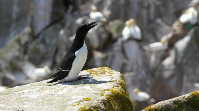 Razorbill (Alca torda) Displaying and Vocalizing with Northern Gannet Colony Background