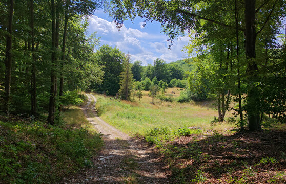 Scenic forest road leading through beech woodland to a peaceful mountain meadow between Huta-b&eacute;rc and Olasz-kapu in B&uuml;kk National Park, Hungary. Summer landscape with dramatic clouds and lush green f