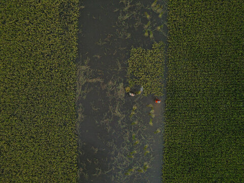 Aerial view of farmers working in a flooded rice field in Sunamganj, Sylhet Division, Bangladesh.