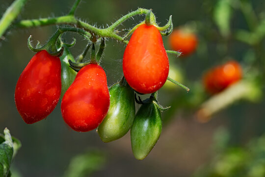 Santa Victoria baby plum tomatoes, on the vine.