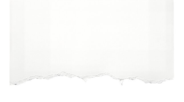 A torn white paper background texture at the bottom