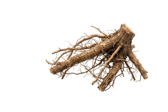 Tree root system isolated on white background