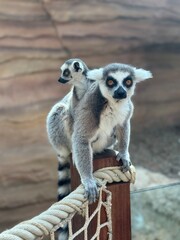 Obraz premium ring tailed lemur
