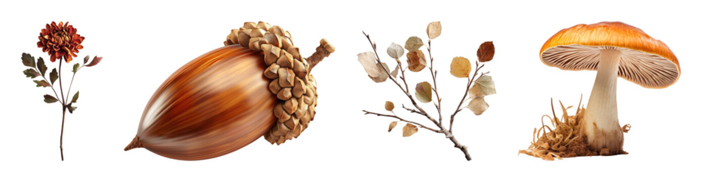 PNG Autumn nature elements: acorn, mushroom, dried flowers, transparent background