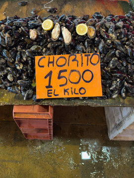 Fresh chilean mussels for sale at market