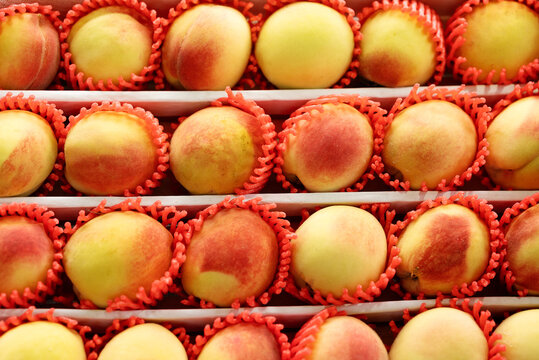Bright fresh organic peaches packed in individual red protective foam nets on display in retail box for sale at supermarket or market.