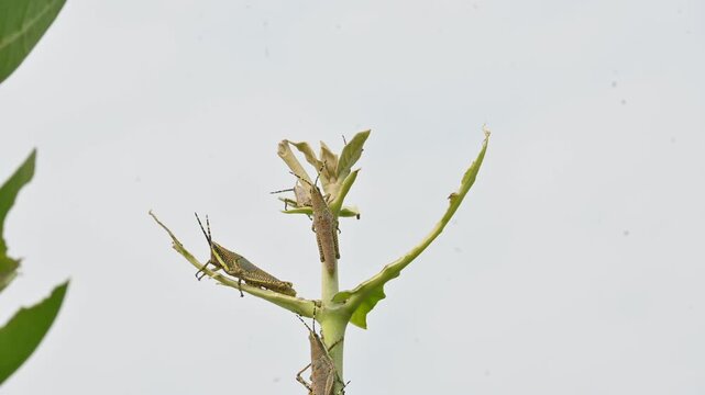 Nymph or juvenile Poekilocerus pictus. Its common name is painted grasshopper,&nbsp;aak grasshopper&nbsp;and&nbsp;ak grasshopper. It is a fairly large and brightly coloured species of&nbsp;grasshopper. This is toxic.