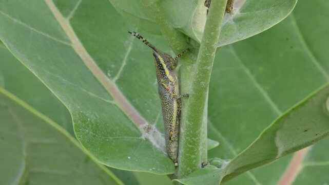 Nymph or juvenile Poekilocerus pictus. Its common name is painted grasshopper,&nbsp;aak grasshopper&nbsp;and&nbsp;ak grasshopper. It is a fairly large and brightly coloured species of&nbsp;grasshopper. This is toxic.