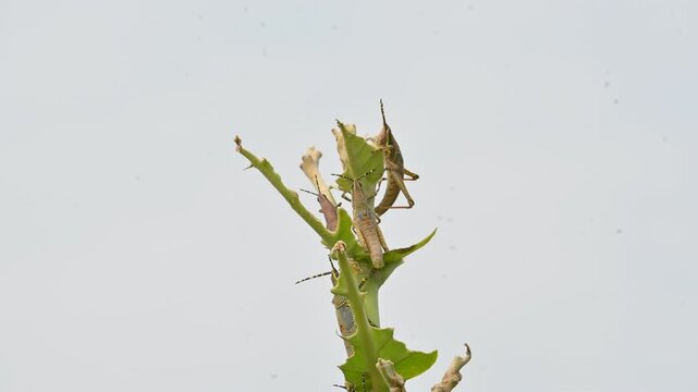 Nymph or juvenile Poekilocerus pictus. Its common name is painted grasshopper,&nbsp;aak grasshopper&nbsp;and&nbsp;ak grasshopper. It is a fairly large and brightly coloured species of&nbsp;grasshopper. This is toxic.