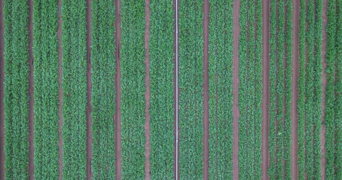 Aerial view of irrigated agricultural field from above Germany