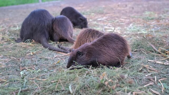 A group of brown and dark nutrias eat and move around on dry grass and straw in an open-air enclosure. Nutria breeding. Animal husbandry.