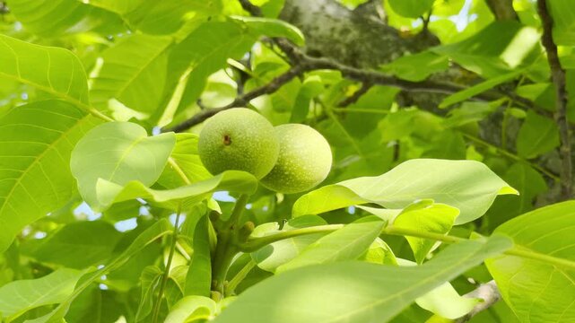 Young green walnuts hang from a lush branch in the summer sun of Crimea. This vibrant scene evokes feelings of peace, freshness, and the quiet beauty of nature.