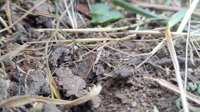 Black ants are bustling at the entrance of an anthill