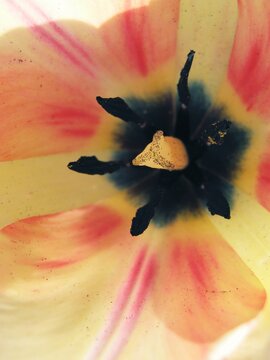 Artistic botanical macro highlighting pollen covered stigma and dark anthers within tulip petals 