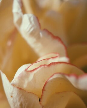 Macro shot of cream tulip tepals displaying delicate red picotee margins along ruffled edges 