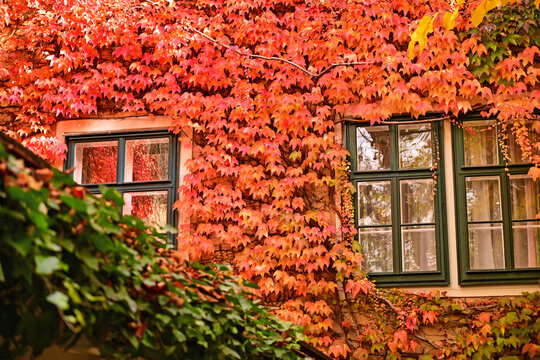Traditional Viennese Residential Windows Covered in Vibrant Red Autumn Ivy Leaves