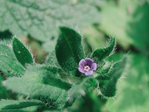 Detailed shot of bugloss plant featuring fine trichome hairs and small blue petals