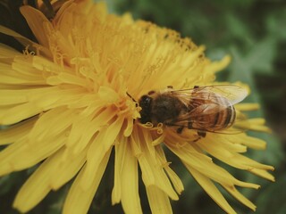 Honey bee collecting nectar from a dandelion in warm spring sunlight  © Дмитро Ганжеєв