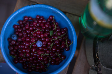 Freshly picked redcurrants with two blueberries in a blue ceramic bowl. Overhead closeup view of ripe summer forest berries on a wooden table, healthy organic snack option. © Rudolf