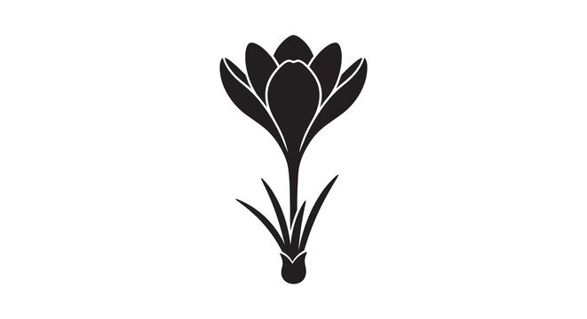 Crocus flower silhouette against a white background
