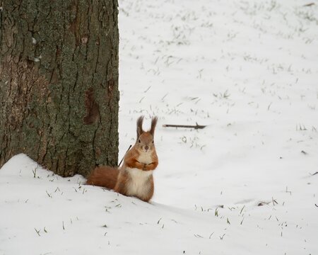 Curious red squirrel standing on hind legs beside a tree trunk in fresh snow