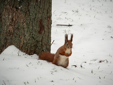 Small mammal with orange fur resting on snow covered ground during cold weather