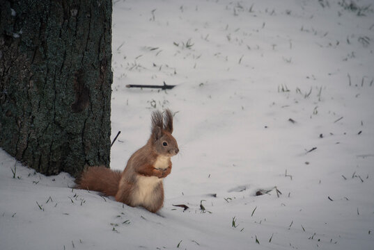 Detailed view of a red squirrel displaying fluffy winter ear tufts near a tree