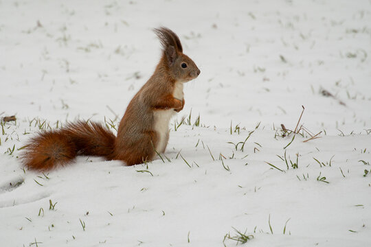 Solitary red squirrel holding paws together against a backdrop of white snow
