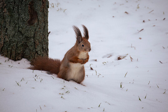 Alert wild rodent pausing at the base of a rough bark trunk in winter
