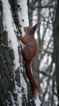 Cute fluffy red squirrel pauses on frosted trunk during cold morning in snowy woodland