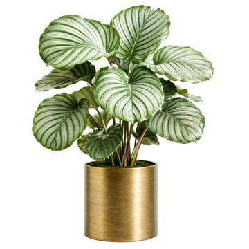 Watermelon peperomia planter with elegant contemporary indoor botanical greenery