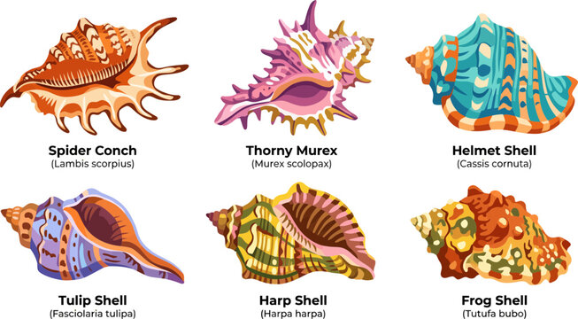 Set of six colorful seashell illustrations featuring detailed sea snail species for marine biology educational projects and coastal home decor designs