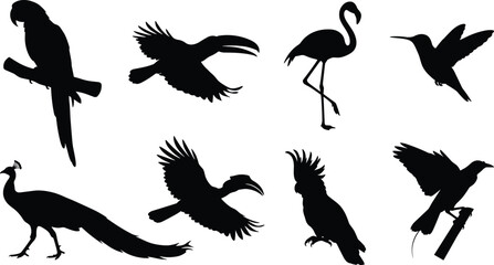 Vector silhouette collection of exotic tropical birds including parrot, flamingo, peacock, and toucan © MdBabul