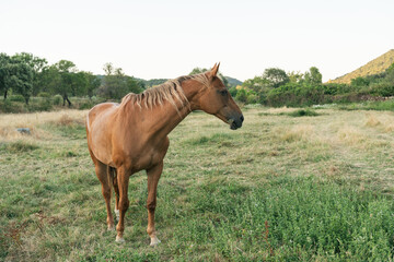 Obraz premium Brown horse standing in green field during sunset