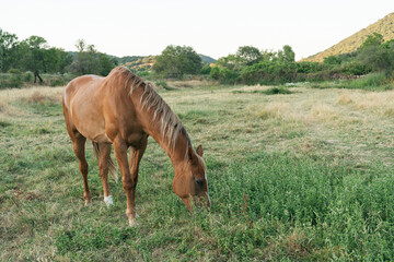 Naklejka premium Brown horse grazing on green pasture field