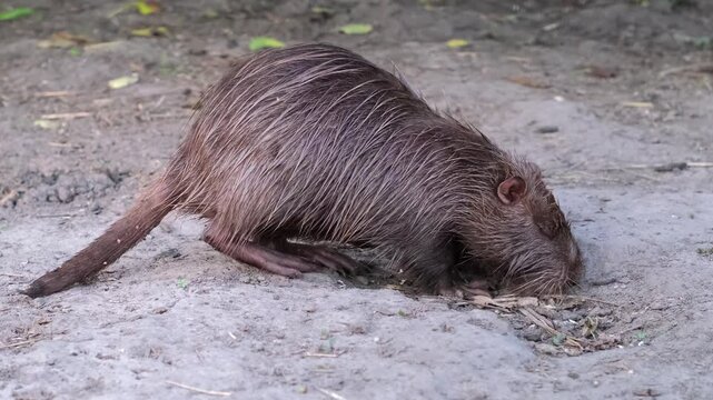 A close-up side view of a wet brown nutria sniffing the ground outdoors in its enclosure. Animal husbandry on a farm. Nutria rearing and breeding.