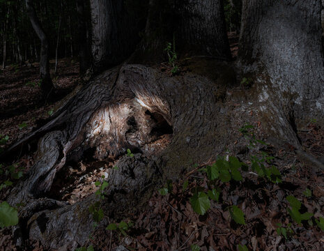 Glowing hole at the bottom of a tree