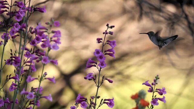 Hummingbird hovering near purple wildflowers in nature