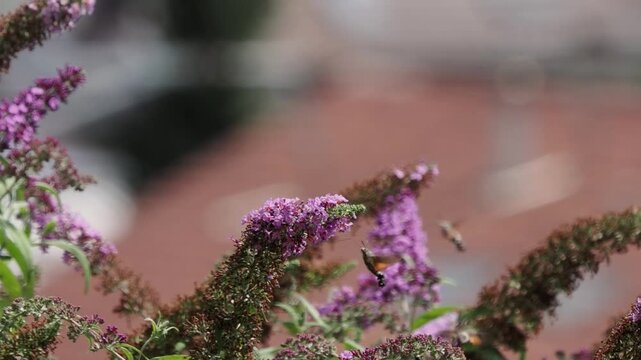 Hummingbird hawk moth feeding on purple buddleja flowers