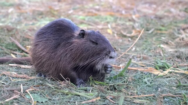 A black nutria standing on grass in its enclosure. A side view of a dark black nutria eating grass. Farm animal husbandry. Nutria breeding and raising.