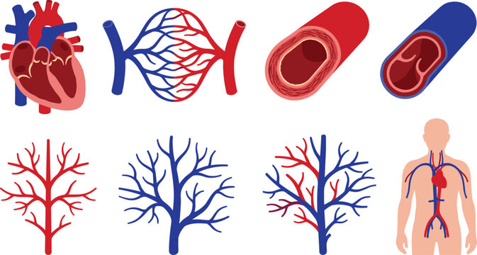Human circulatory system vector icon set with heart anatomy blood vessels arteries veins capillaries and body silhouette diagram